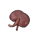 Kidney big.png