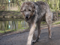 The Irish Wolfhound breed that inspired the look of the Jaggedjaw