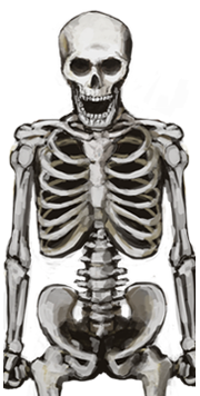Skeleton portrait.png